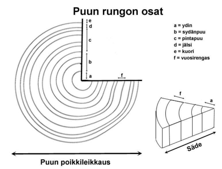 Puun rungon osat